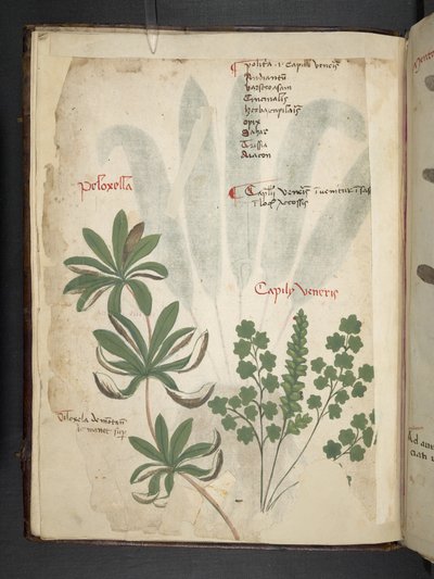Añadir MS 41623 f.1v A de hierbas, Belluno (tinta y color sobre vitela) de Italian School