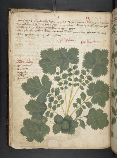 Añadir MS 41623 f.24v A herbal, Belluno (tinta y color sobre vitela) de Italian School