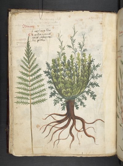 Añadir MS 41623 f.25v A herbal, Belluno (tinta y color sobre vitela) de Italian School