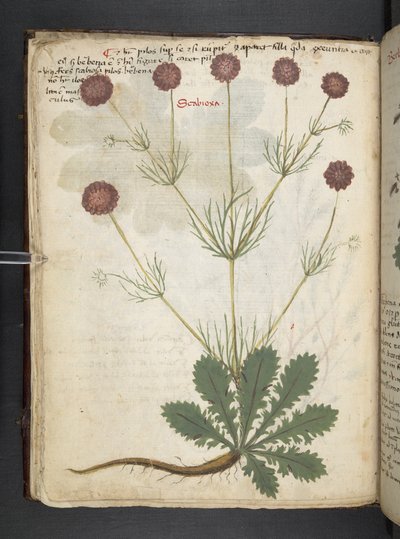 Añadir MS 41623 f.26v A herbal, Belluno (tinta y color sobre vitela) de Italian School