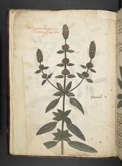 Añadir MS 41623 f.2v A de hierbas, Belluno (tinta y color sobre vitela) de Italian School