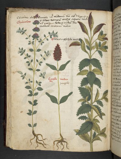 Añadir MS 41623 f.30v "A herbal", Belluno (tinta y color sobre vitela) de Italian School
