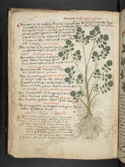 Añadir MS 41623 f.32v "A herbal", Belluno (tinta y color sobre vitela) de Italian School