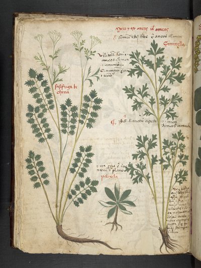 Añadir MS 41623 f.33v "A herbal", Belluno (tinta y color sobre vitela) de Italian School