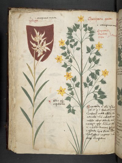 Añadir MS 41623 f.35v "A herbal", Belluno (tinta y color sobre vitela) de Italian School