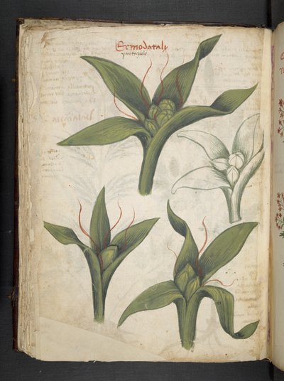 Añadir MS 41623 f.36v "A herbal", Belluno (tinta y color sobre vitela) de Italian School