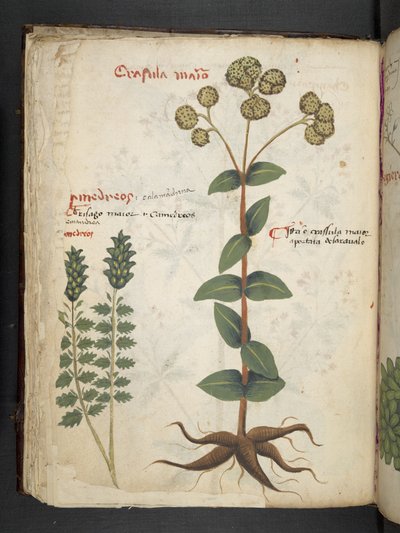 Añadir MS 41623 f.37v "A herbal", Belluno (tinta y color sobre vitela) de Italian School