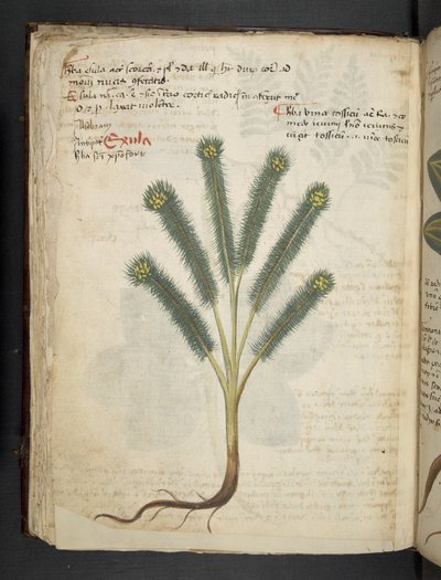 Añadir MS 41623 f.39v "A herbal", Belluno (tinta y color sobre vitela) de Italian School