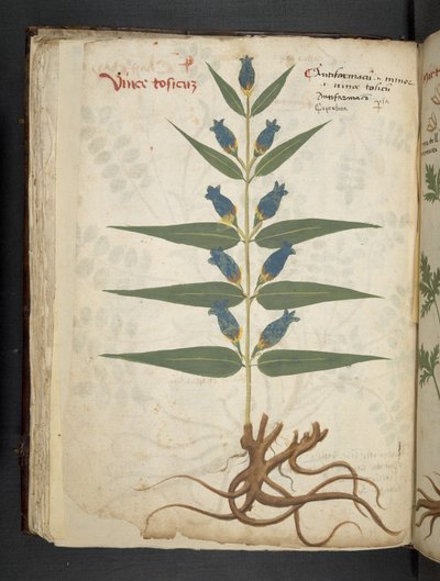 Añadir MS 41623 f.41v "A herbal", Belluno (tinta y color sobre vitela) de Italian School