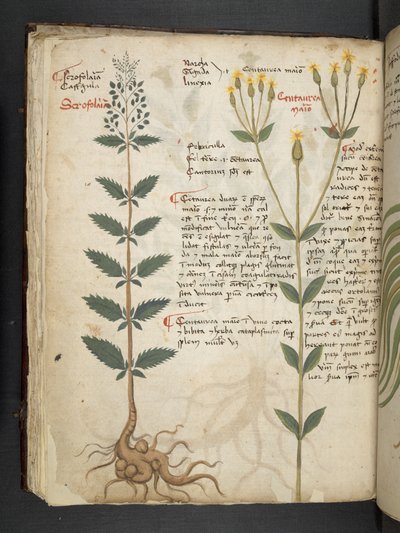 Añadir MS 41623 f.48v "A herbal", Belluno (tinta y color sobre vitela) de Italian School