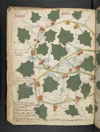 Añadir MS 41623 f.53v "A herbal", Belluno (tinta y color sobre vitela) de Italian School