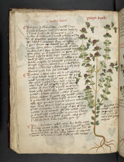 Añadir MS 41623 f.54v "A herbal", Belluno (tinta y color sobre vitela) de Italian School