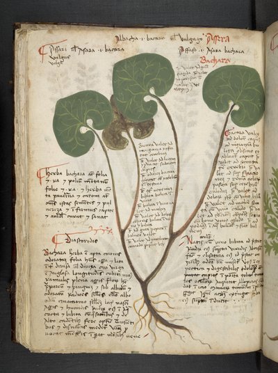 Añadir MS 41623 f.60v "A herbal", Belluno (tinta y color sobre vitela) de Italian School