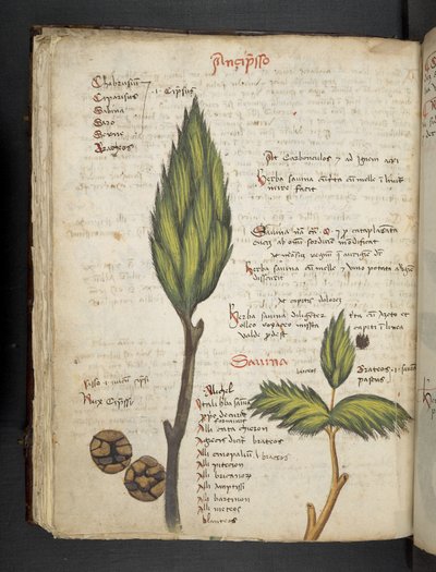 Añadir MS 41623 f.62v "A herbal", Belluno (tinta y color sobre vitela) de Italian School