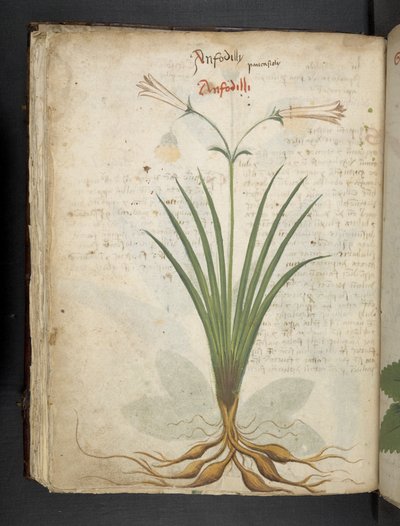 Añadir MS 41623 f.64v "A herbal", Belluno (tinta y color sobre vitela) de Italian School