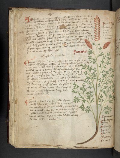 Añadir MS 41623 f.65v "A herbal", Belluno (tinta y color sobre vitela) de Italian School