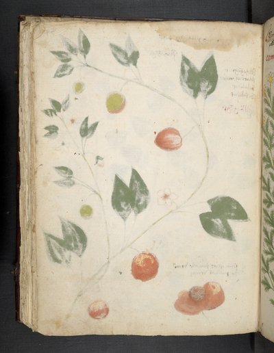 Añadir MS 41623 f.70v "A herbal", Belluno (tinta y color sobre vitela) de Italian School