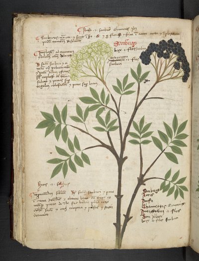 Añadir MS 41623 f.72v "A herbal", Belluno (tinta y color sobre vitela) de Italian School