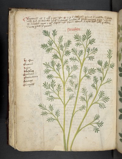 Añadir MS 41623 f.74v "A herbal", Belluno (tinta y color sobre vitela) de Italian School