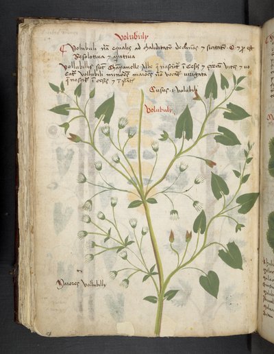 Añadir MS 41623 f.75v "Una hierba", Belluno (tinta y color sobre vitela) de Italian School