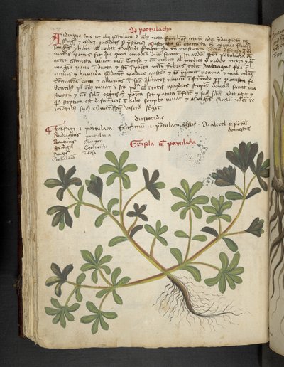 Añadir MS 41623 f.81v De Portulaca, de "A herbal", Belluno (tinta y color sobre vitela) de Italian School