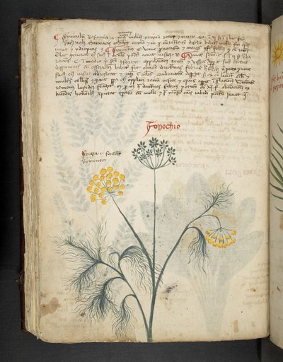 Añadir MS 41623 f.84v Hinojo, de "A herbal", Belluno (tinta y color sobre vitela) de Italian School