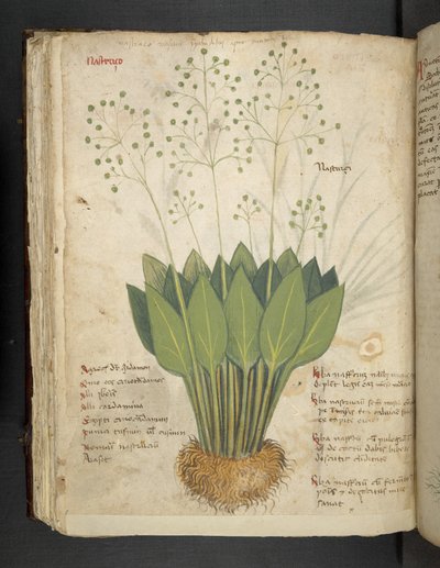 Añadir MS 41623 f.85v "A herbal", Belluno (tinta y color sobre vitela) de Italian School