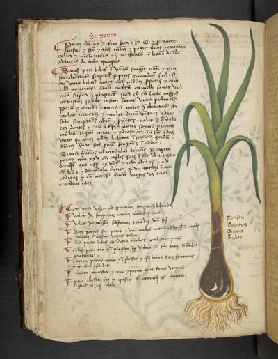 Añadir MS 41623 f.87v De Porro 