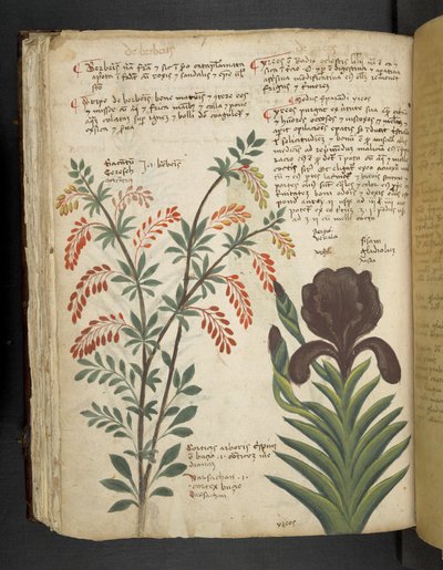 Añadir MS 41623 f.89v "A herbal", Belluno (tinta y color sobre vitela) de Italian School