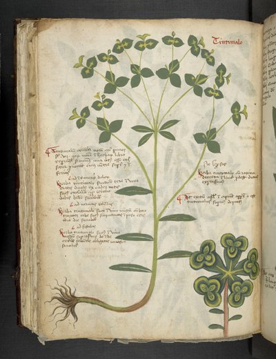 Añadir MS 41623 f.94v "A herbal", Belluno (tinta y color sobre vitela) de Italian School
