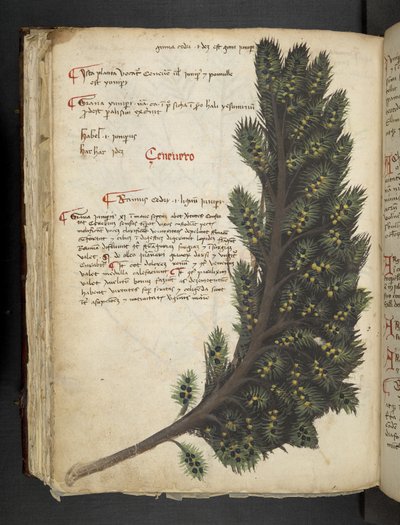 Añadir MS 41623 f.96v "A herbal", Belluno (tinta y color sobre vitela) de Italian School