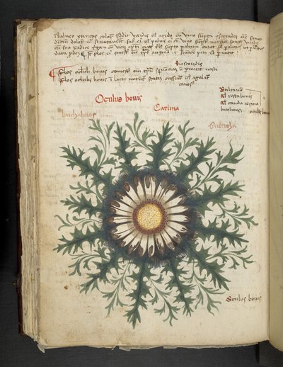 Añadir MS 41623 f.97v Carlina, de "A herbal", Belluno (tinta y color sobre vitela) de Italian School