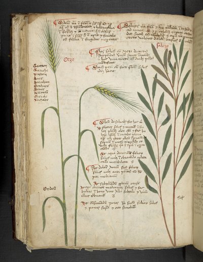 Añadir MS 41623 f.98v Orzo, de "A herbal", Belluno (tinta y color sobre vitela) de Italian School