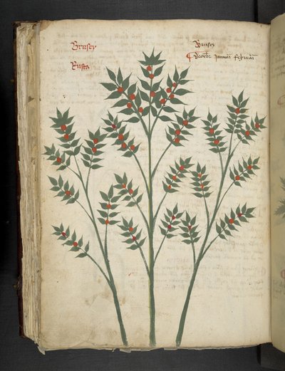 Añadir MS 41623 f.99v "A herbal", Belluno (tinta y color sobre vitela) de Italian School