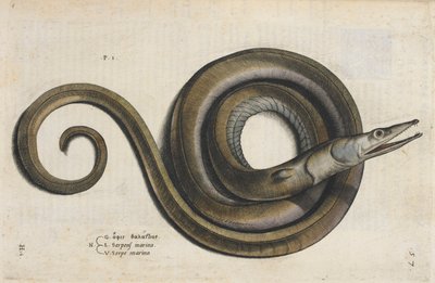 Una anguila, ilustración de 