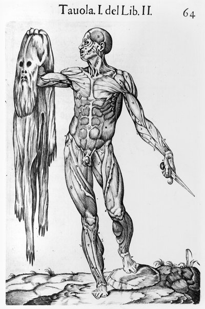 Estudio anatómico, lámina 64, ilustración de Anatomia del corpo humano por Juan de Valverde (c.1525-c.1587) Roma, 1560 de Italian School