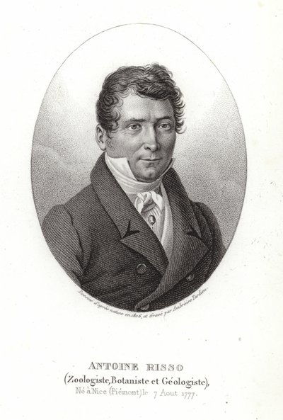 Antoine Risso de Italian School