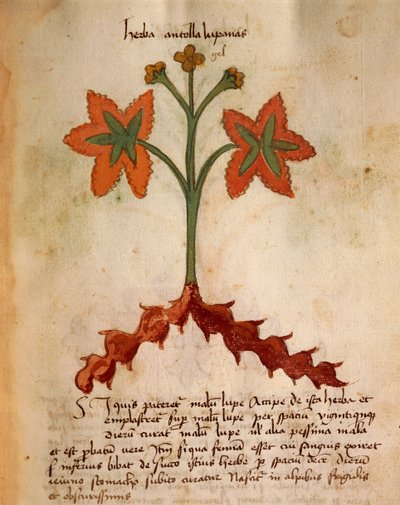 Antollas Lupanas de Italian School