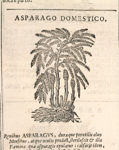 Espárrago (Asparagus officinalis), grabado por Castore Durante de Italian School