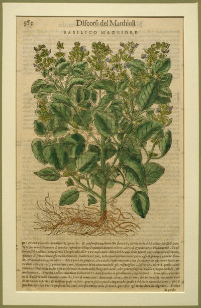 Albahaca, una lámina botánica del Discorsi por Pietro Andrea Mattioli (1501-77) publicada en Venecia, 1570 de Italian School