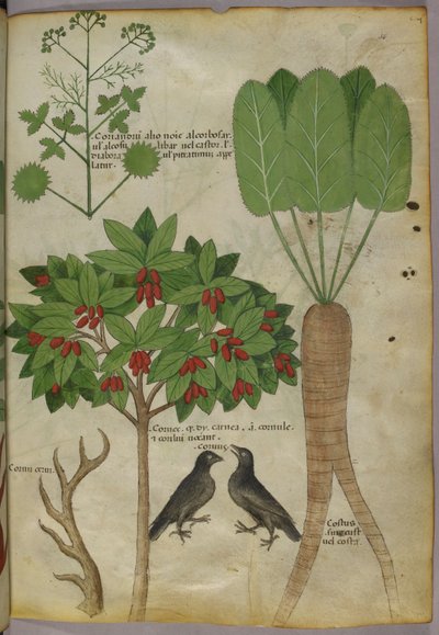 Ilustración botánica de plantas y pájaros, c. 1440 (tinta y color sobre papel) de Italian School