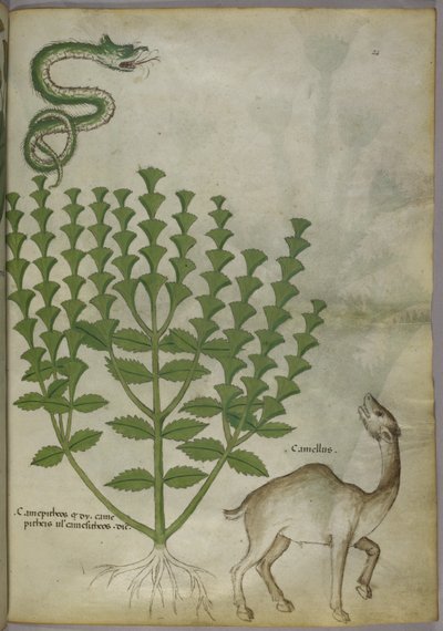 Ilustración botánica de una planta, una serpiente y un camello, c.1440 de Italian School