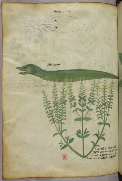 Ilustración botánica y animal de una planta, un calamar y una serpiente, c.1440 (tinta y color sobre vitela) de Italian School