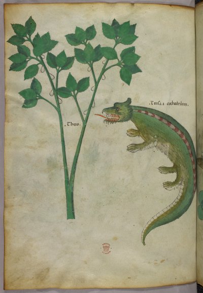 Ilustración botánica y animal de una planta y un cocodrilo, c.1440 (tinta y color sobre vitela) de Italian School