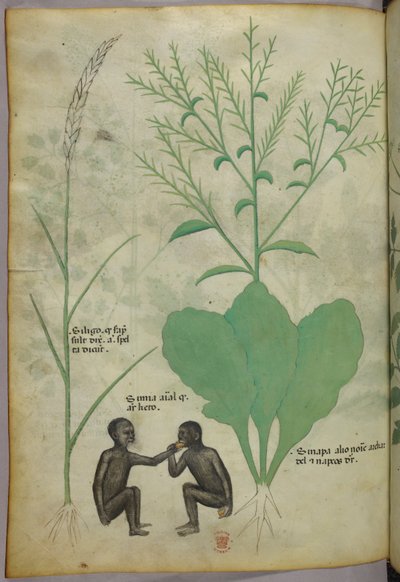 Ilustración botánica y animal de una planta y dos monos, c.1440 (tinta y color sobre vitela) de Italian School