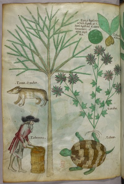 Ilustración botánica y animal de plantas, una tortuga, un hombre y otro animal, c.1440 (tinta y color sobre vitela) de Italian School