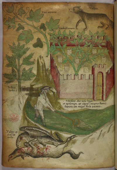 Ilustración botánica y animal de plantas, un jardín amurallado, un lobo, un hombre pescando en un arroyo con una red y un buitre picoteando el cadáver de un animal, c.1440 (tinta y color sobre vitela). de Italian School
