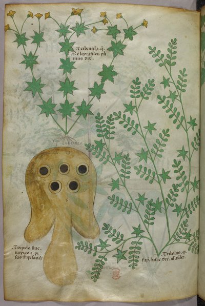 Ilustración botánica y animal de plantas y un pez torpedo, c.1440 (tinta y color sobre vitela) de Italian School