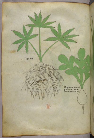 Ilustración botánica, c.1440 (tinta y color sobre vitela) de Italian School