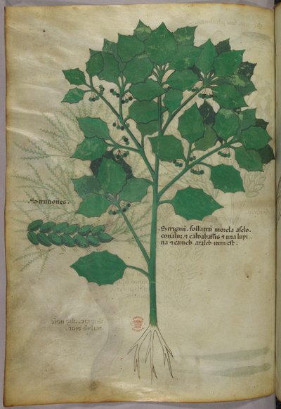 Ilustración botánica, c.1440 (tinta y color sobre vitela) de Italian School
